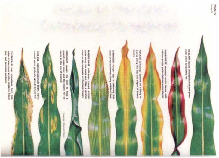 Deficiency Symptoms in Plants