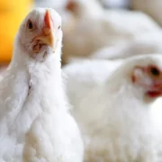 Poultry Diseases During the Monsoon Season