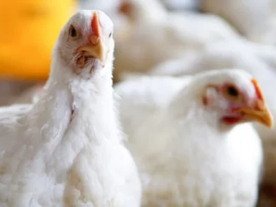 Poultry Diseases During the Monsoon Season