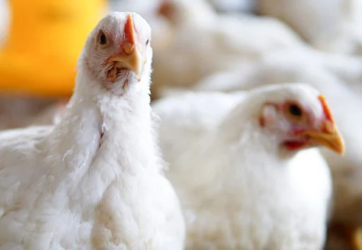 Poultry Diseases During the Monsoon Season