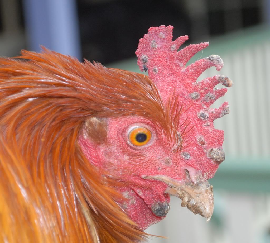  Diseases of Poultry in Monsoon