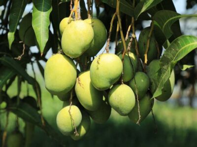 Cultivating Mango Organically