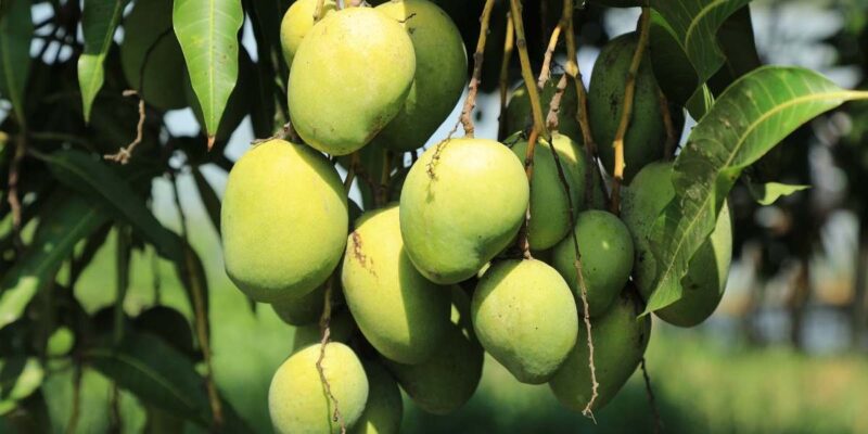 Cultivating Mango Organically