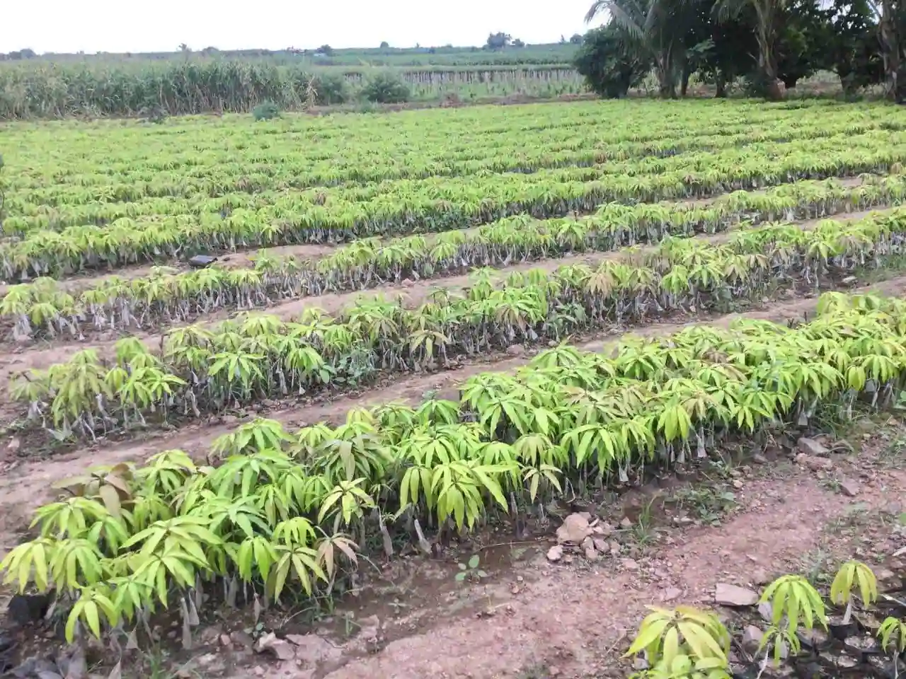 Mango Nursery