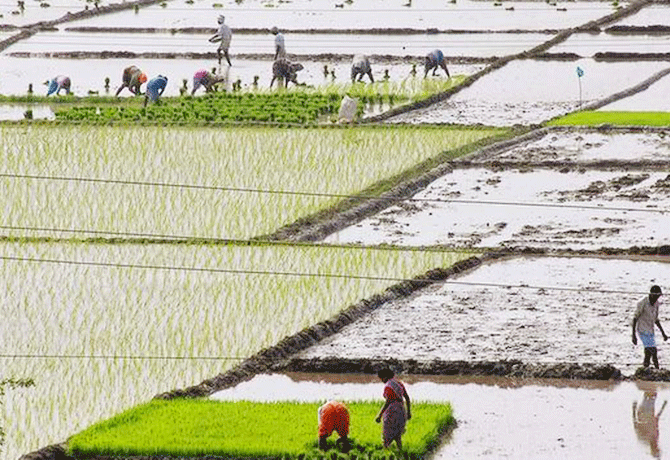 Paddy Field