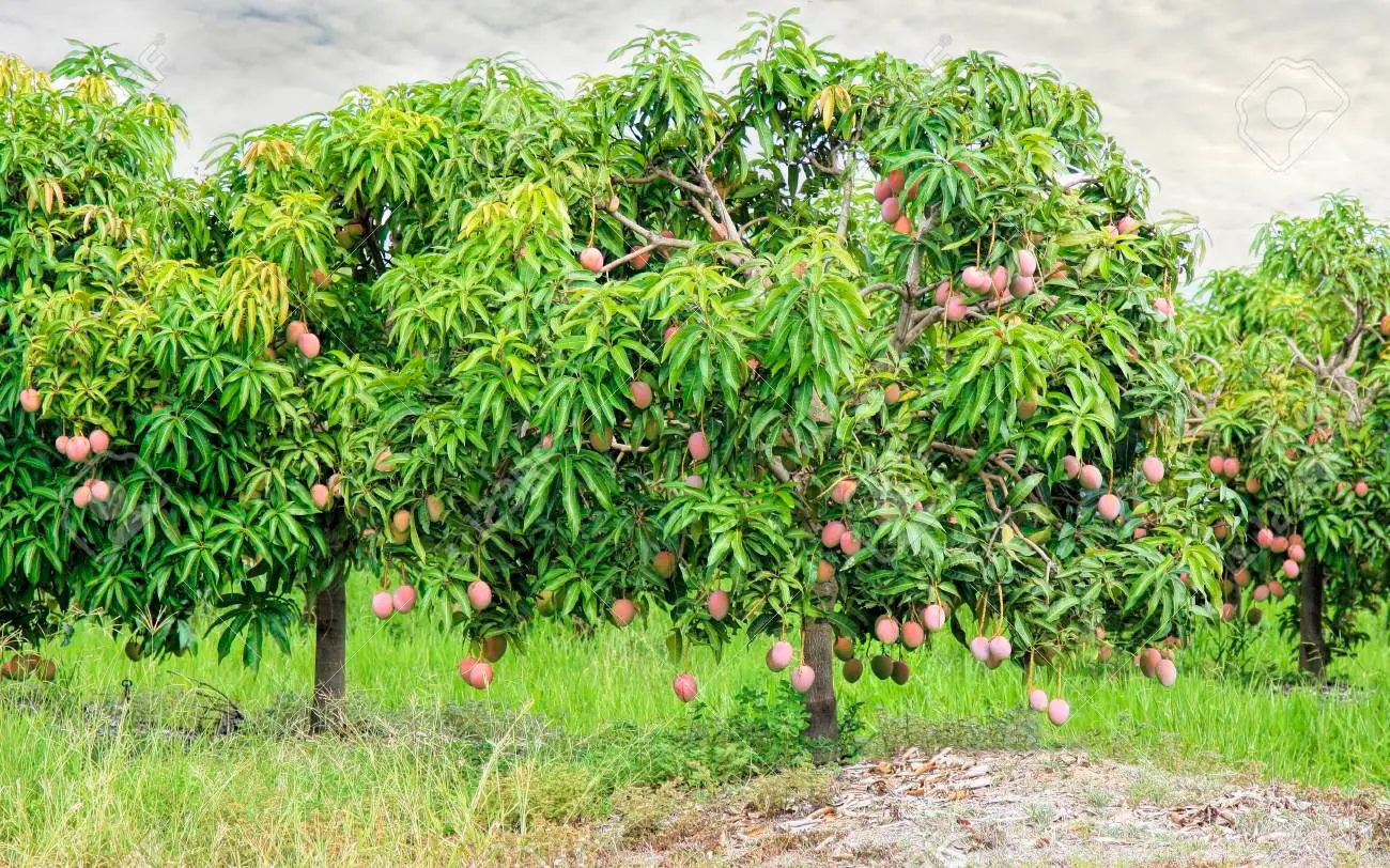 Mango Organic Farming