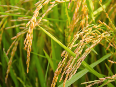 Fertilizer Management in Paddy