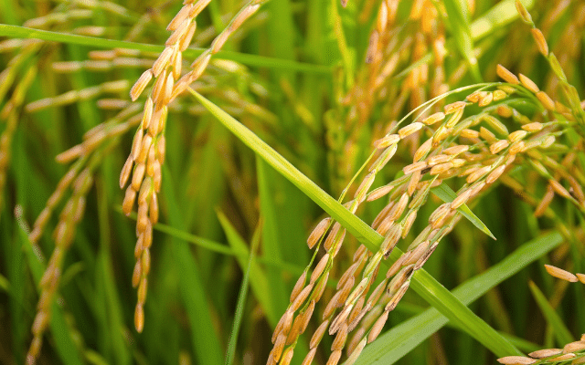 Fertilizer Management in Paddy