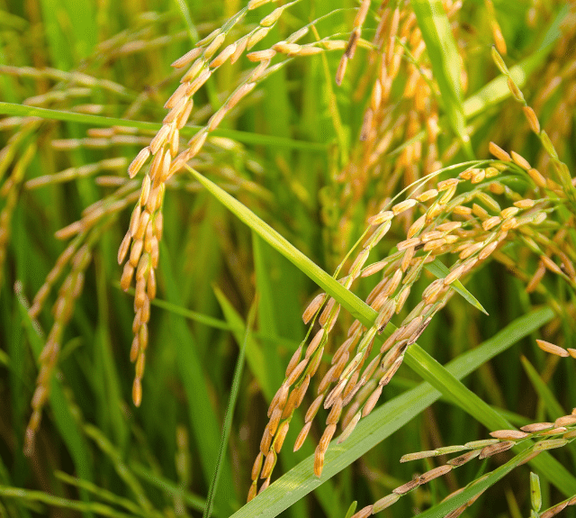 Fertilizer Management in Paddy