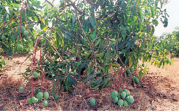 Mango Crop Damaged by Rain