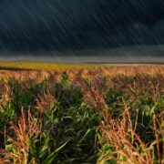 Fruit Crop Protection