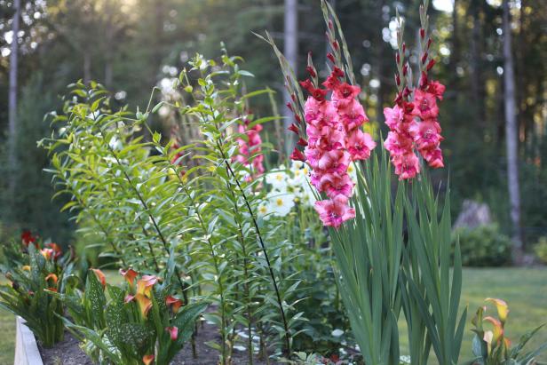 Gladiolus Flower Cultivation