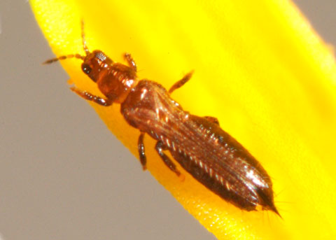 Gladiolus Thrips