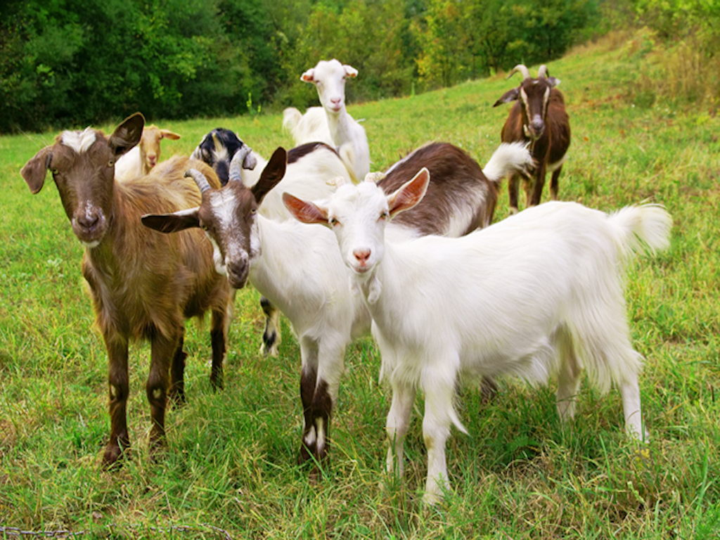 Herd of Goats 