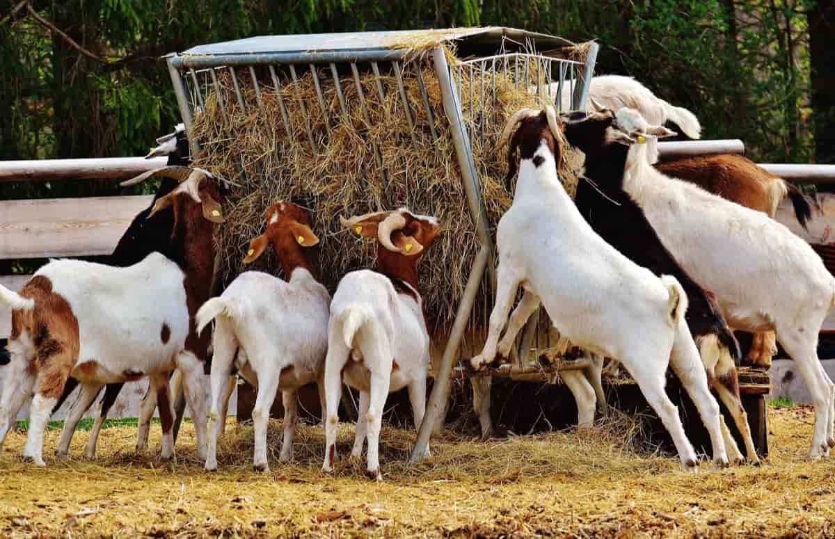 Goat Rearing