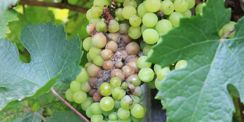 Grape Pest and Dieases