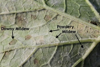 Downy Mildew and Powdery Mildew