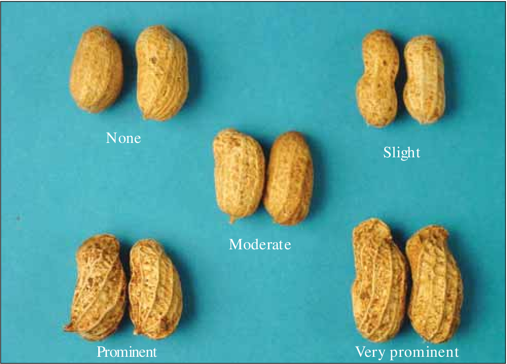  Types of Groundnut production 