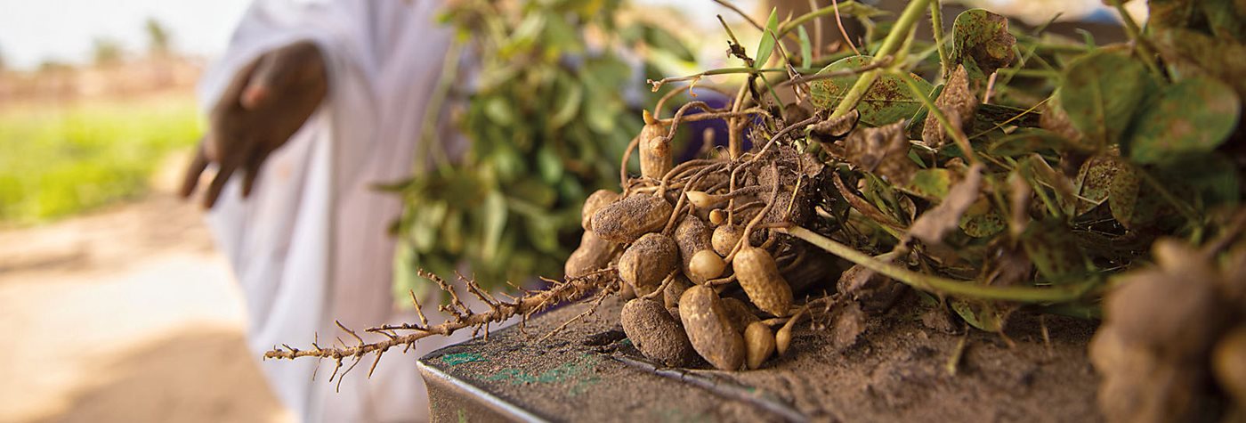 Groundnut income value