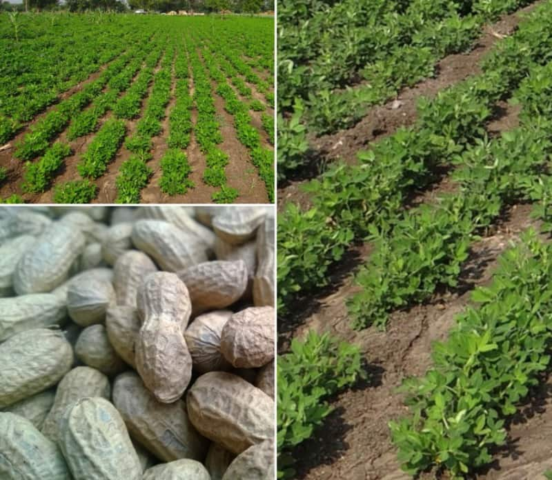 Groundnut income