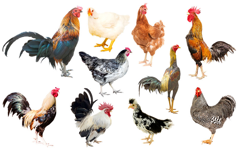 Types of chicken