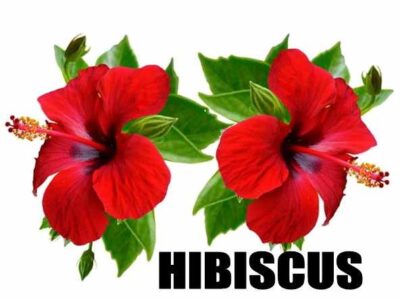 Hibiscus