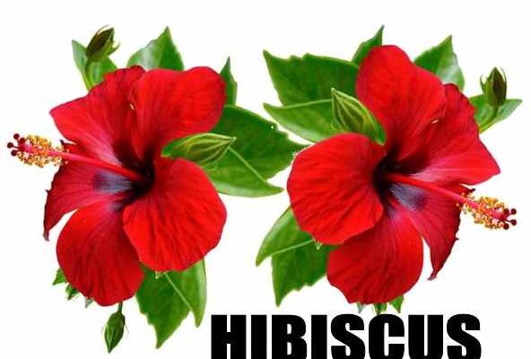 Hibiscus