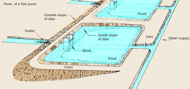 Fish Rearing Pond Construction