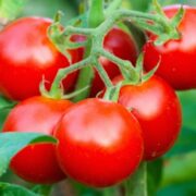 Hybrid Tomato Seed Production