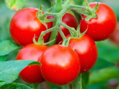 Hybrid Tomato Seed Production