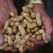 Groundnut