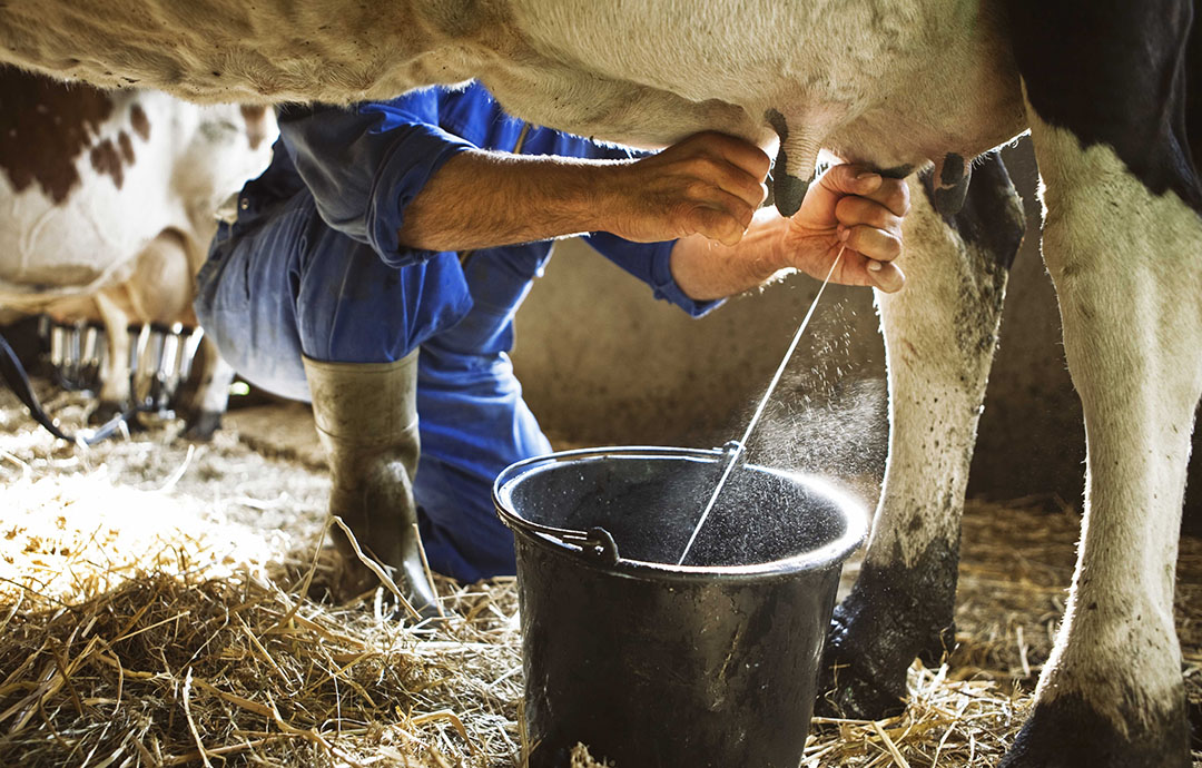 Importance of Quality milk production