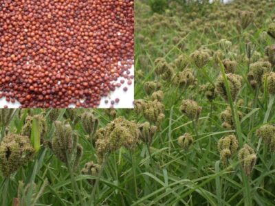 Ragi crop