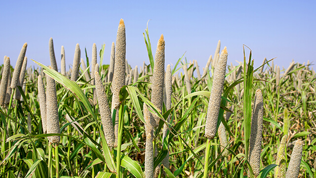 Late sown crops