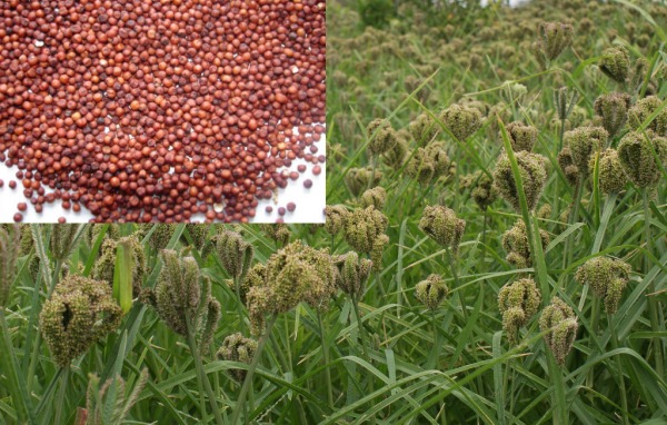 Ragi crop