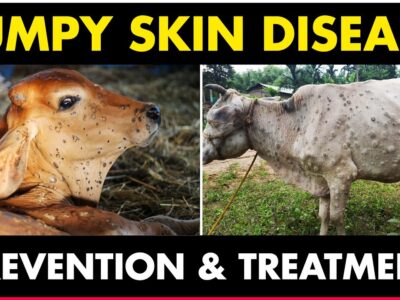 Lumpy Skin Disease