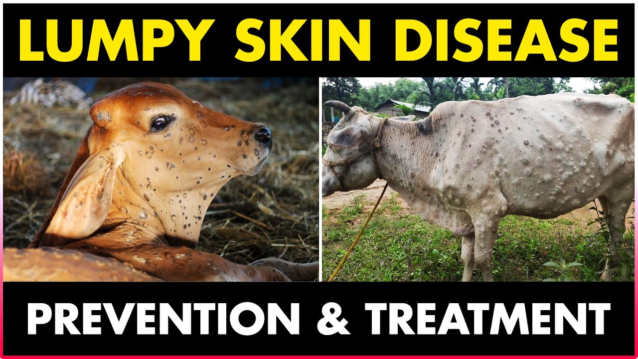 Lumpy Skin Disease in Cattle: లంపీ స్కిన్‌ వ్యాధి లేదా ముద్ద చర్మ ...