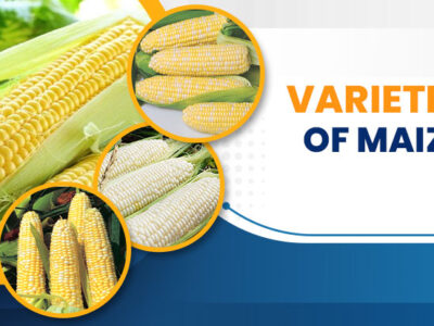 Maize(Corn) Products and Varieties