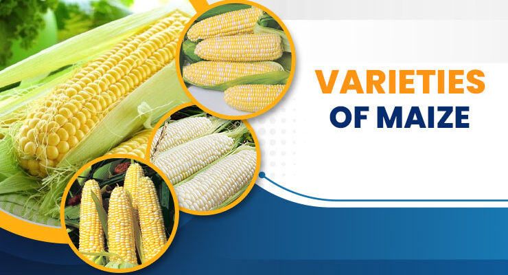 Maize(Corn) Products and Varieties