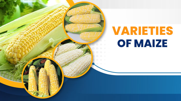 maize-corn-products-and-varieties