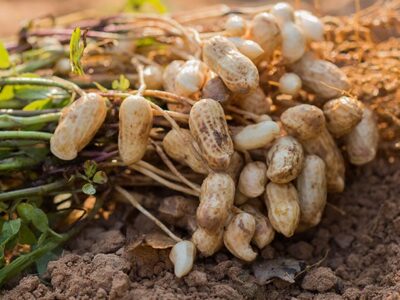 Peanut(Groundnut)