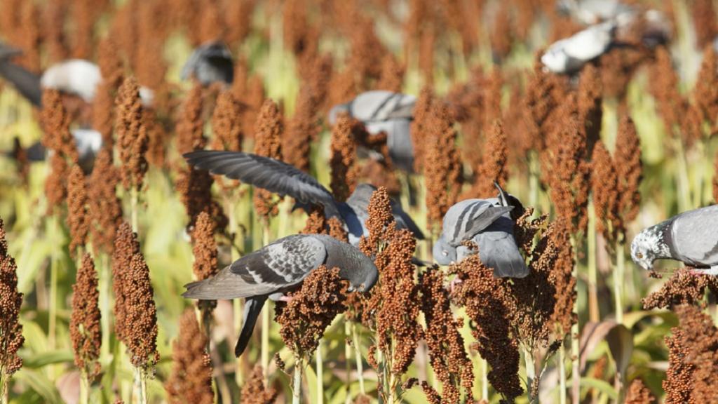 Managing Bird Damage in Crops