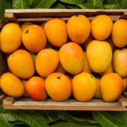 Drip method in Mangoes