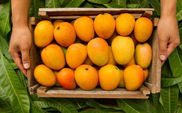Drip method in Mangoes