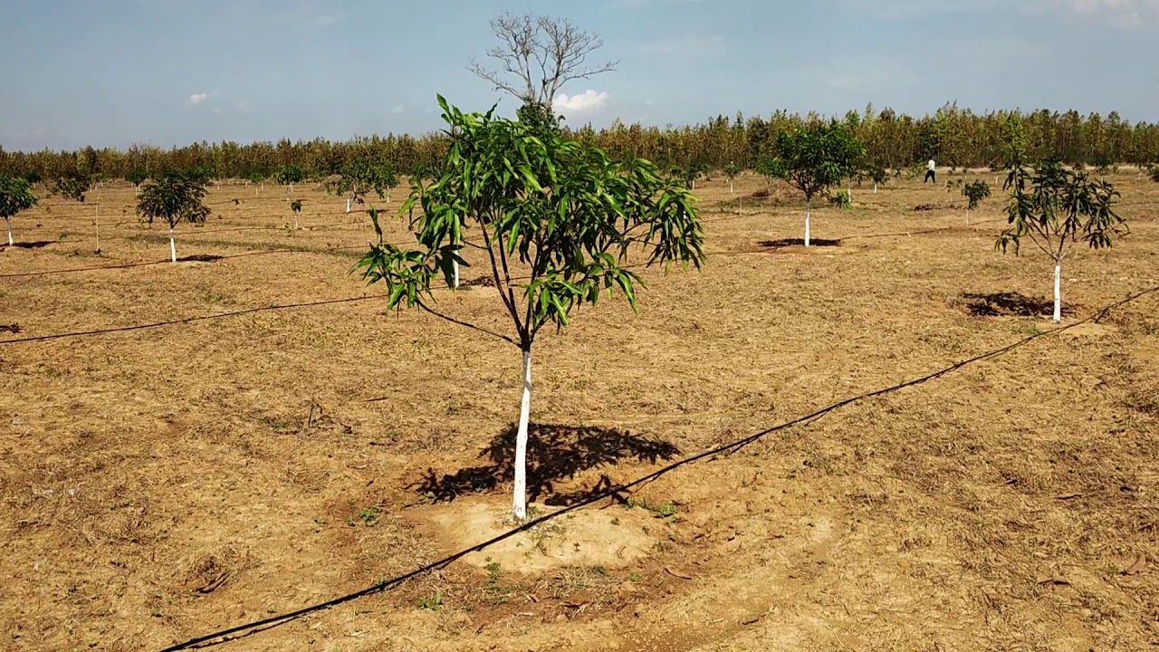 Drip Method for Mango trees