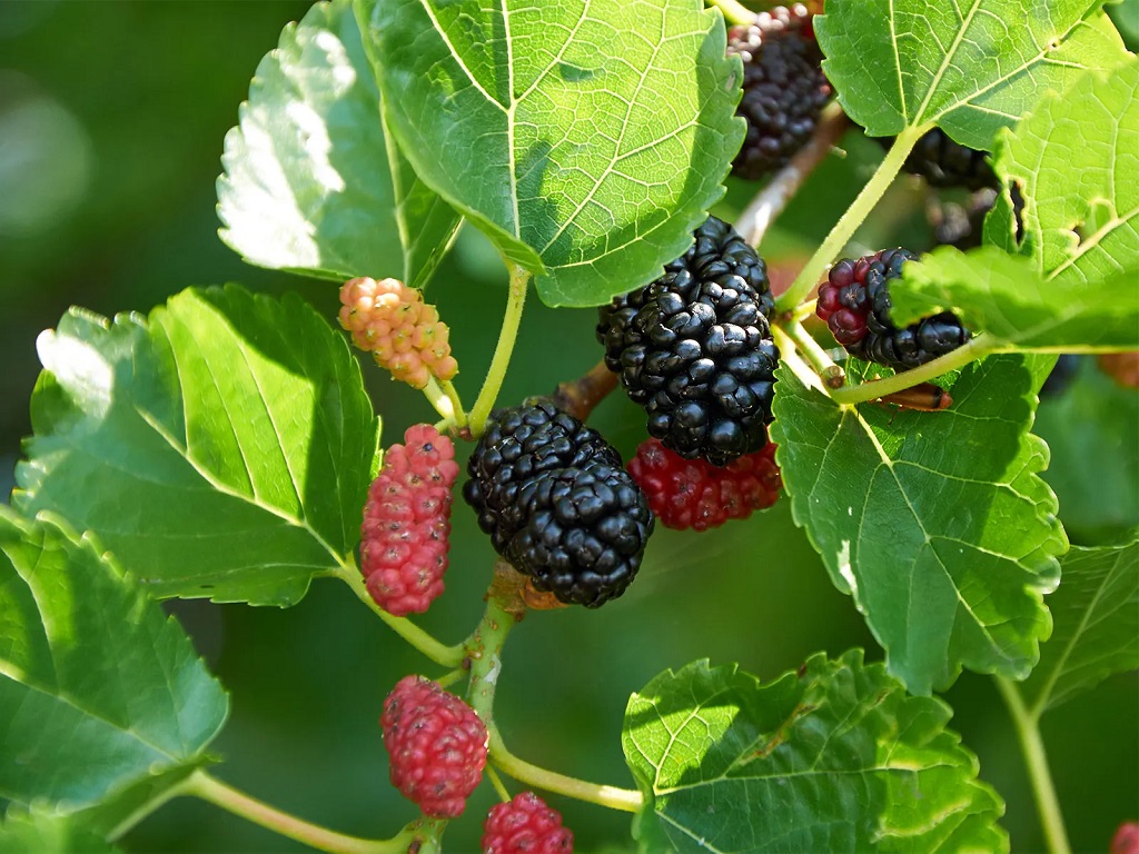 Mulberry Fruit