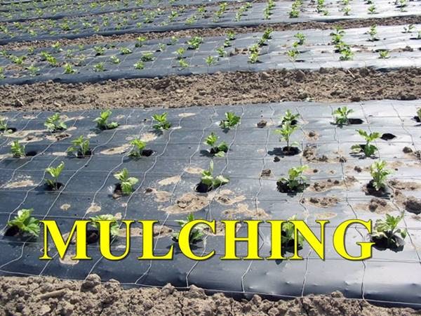 Mulching Importance