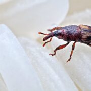 Mungi insect