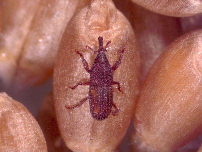 Mungi insect in rice.