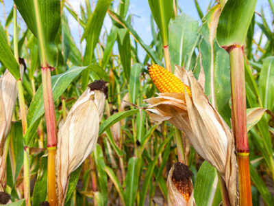 Nutritional Deficiencies in Maize